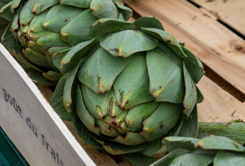 Giant ripe green artichokes from Brittany on market in France