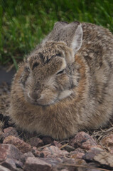 Loaf-like rabbit tries to sleep on rocks next to a lawn.