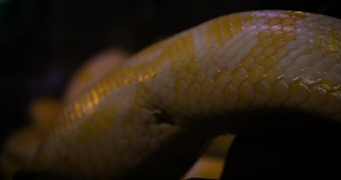 Close up profile of a pythons crawling on rocks, Yellow Reticulated python.