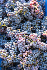 Harvesting black grapes, concept of harvest, viticulture, healthy organic ingredients.