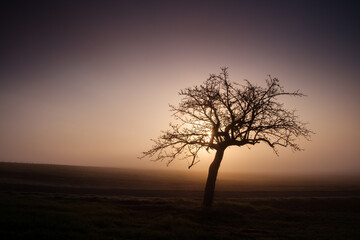 Fototapeta na wymiar old tree silhouette in the foggy morning, autumn colorful moody landscape, czech republic