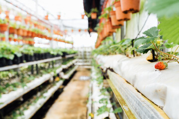 Selective focus on a strawberry in plant nursery