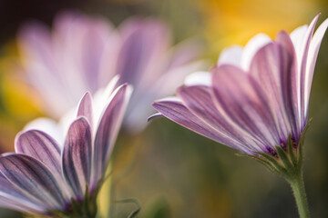 purple flower detail, close up from the garden, czech republic