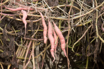 つるが付いいたまま引き上げた薩摩芋