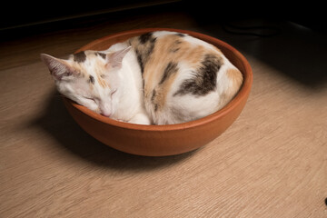 The cat curled up in a clay vessel.