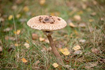 Parasol mushroom, latin name 