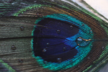 Fototapeta premium Water droplets on a peacock feather