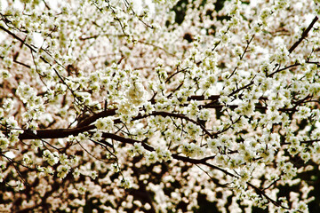 White Apricot blossom cherry Peach Blossom flowering. Flowers close up