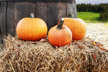 Beautiful pumpkins on the farm.