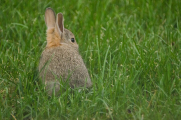 A young rabbit in the grass.