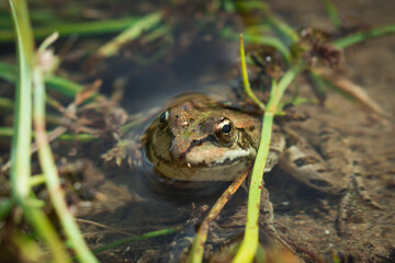 The marsh frog (lat. Pelophylax ridibundus)