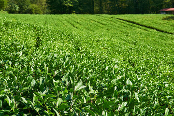 rows of tea shrubs on a plantation on a sunny day