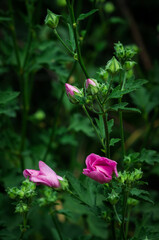 Garden tree-mallow (lat. Lavatera thuringiaca), of the family Malvaceae.