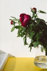 Red bouquet of peonies with green leaves stands in a glass vase on a yellow background. Spring, summer, bloom, greeting card, poster.