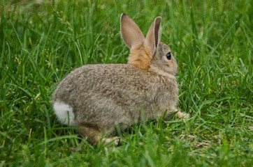 Naklejka na ściany i meble A young rabbit prepares to run in a grassy yard.