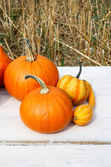 Beautiful pumpkins on the farm.