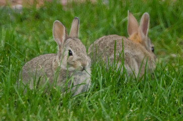 Naklejka na ściany i meble Two rabbits in a grassy yard.