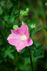 Garden tree-mallow (lat. Lavatera thuringiaca), of the family Malvaceae.