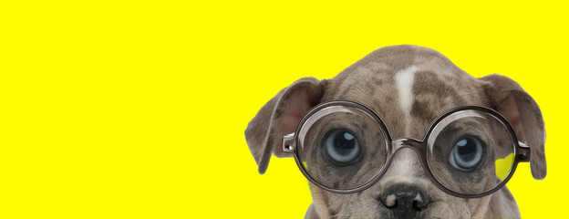 curious american bully dog wearing glasses