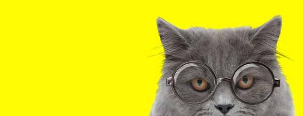 suspicious british long hair cat wearing glasses