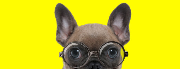 timid french bulldog puppy with big eyes wearing glasses