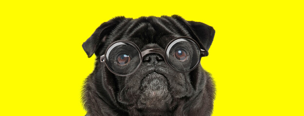 sad pug doggy wearing glasses