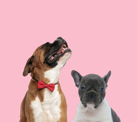 Obraz premium team of boxer and french bulldog