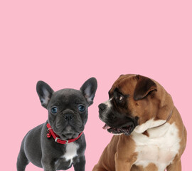 team of french bulldog and boxer