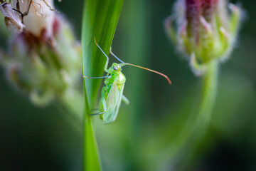 Small green bug (Macrolophus caliginosus)