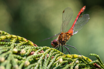 Vagrant darter (Sympetrum vulgatum) dragonfly