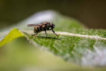 small fly sitting on a leaf