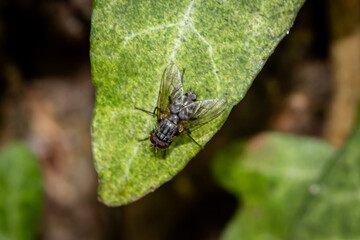 Common flesh fly (Sarcophaga carnaria)