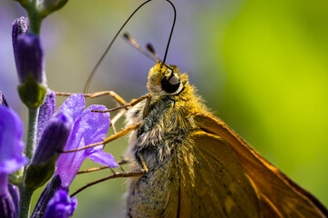 Small skipper (Thymelicus sylvestris)