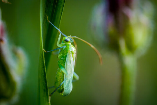 Small green bug (Macrolophus caliginosus)