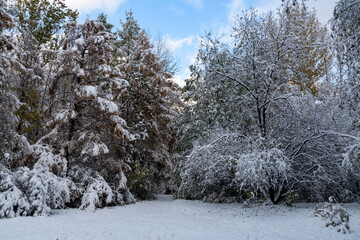 Trees and bushes covered with the first snow against the blue sky. Autumn landscape. Change of seasons of the year. Beauty of nature.