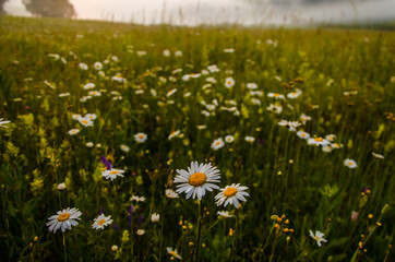 chamomile field in the morning fog