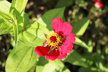 zinnia flowers in the garden