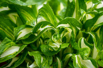 Obraz premium Green flower