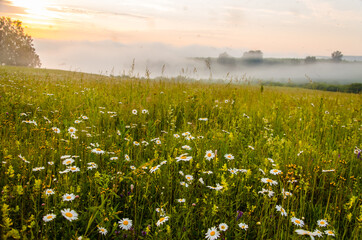 chamomile field in the morning fog