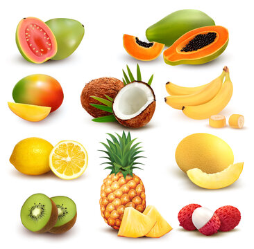 Collection of exotic fruit and berries. Papaya, guava, limon, banana, mango, coconut, kiwi, guava, melon, lychee, pineapple. Vector Set.