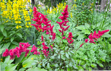 Fototapeta na wymiar Astilba Japanese, Vesuvius variety and garden loosestrife in flower garden