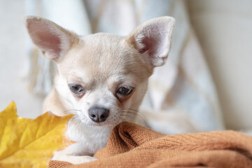 Dog lying on a plaid with maple fallen leaves. Puppy chihuahua warms under a blanket in cold autumn weather. Selective focus on the nose.