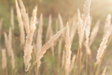 Fototapeta na wymiar Spikelets of grass in the sunlight