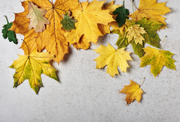 Yellow autumn maple leaves.
