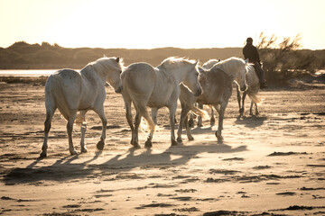 Fototapeta na wymiar Herd of white horses are taking time on the beach. Image taken in Camargue, France.