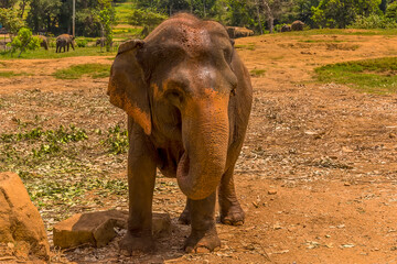Fototapeta na wymiar An inquisitive elephant approaches onlookers at Pinnawala, Sri Lanka, Asia