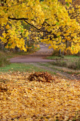 Heap of autumn leaves with a branch overhead