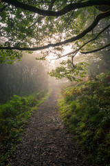 Path, Parkhill Wood, Lochwinnoch, Renfrewshire, Scotland,UK