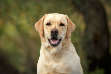 Naklejka na ściany i meble dog labrador retriever portrait outdoor in summer