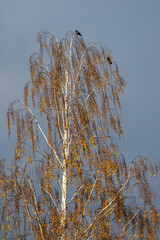 Fototapeta premium Birch tree with autumn colors and a bird on a branch